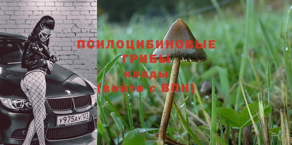 молекула духа Богданович